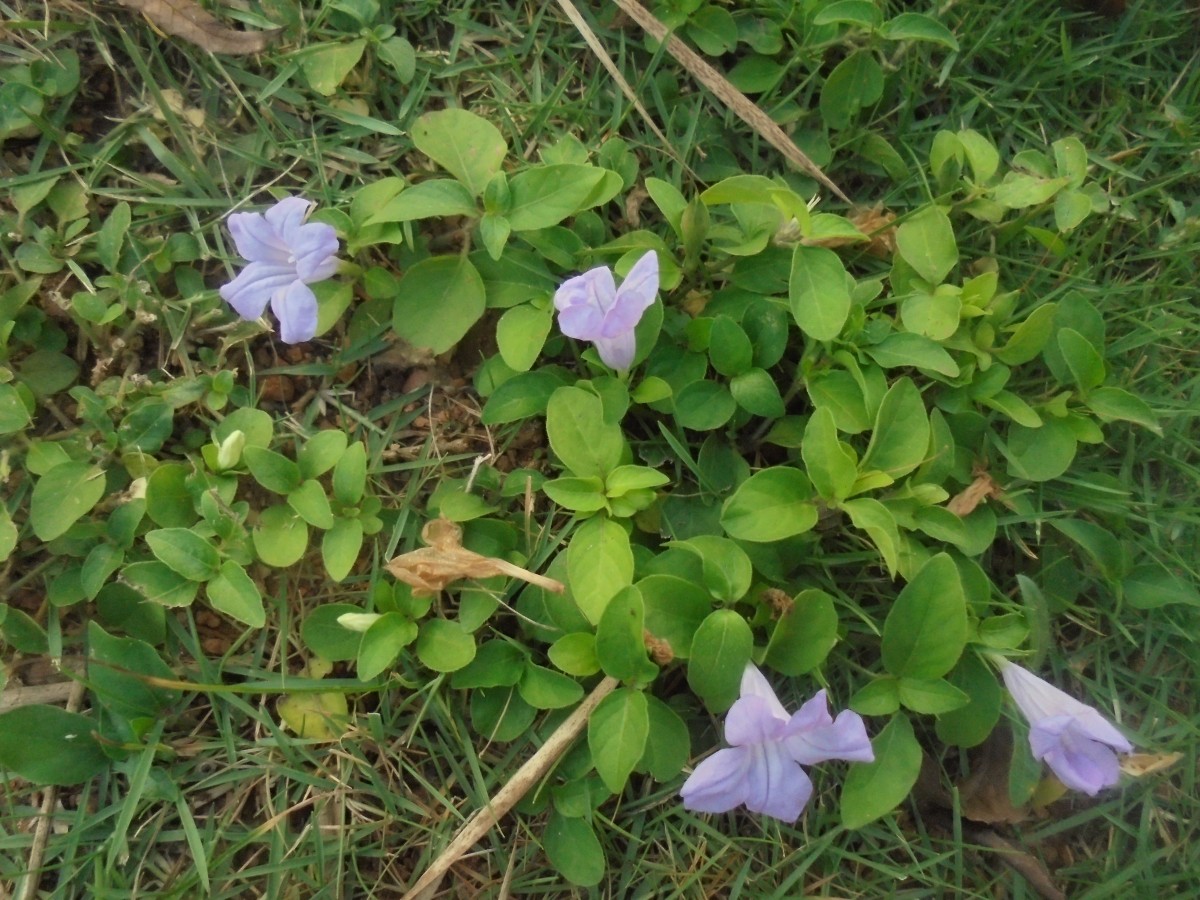 Ruellia prostrata Poir.